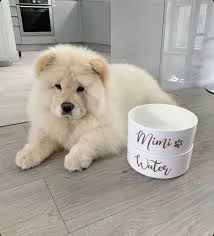 cuccioli di chow chow