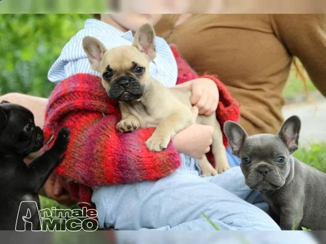 bulldog francese cucciolata neri e bianco e ner