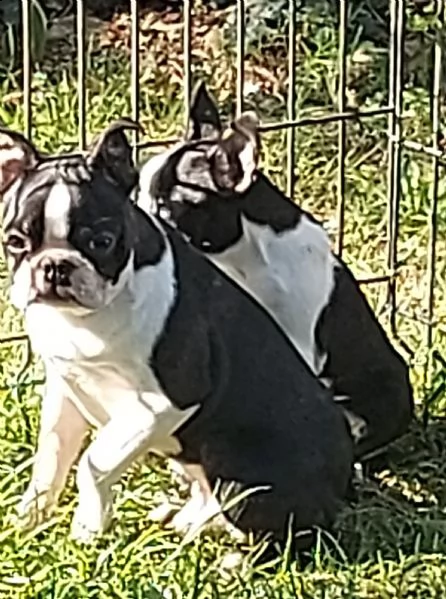 cuccioli boston terrier