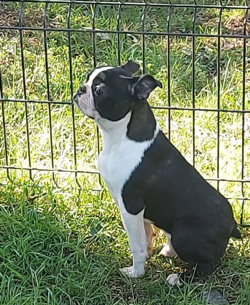 cuccioli boston terrier | Foto 1
