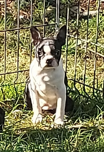 cuccioli boston terrier | Foto 0