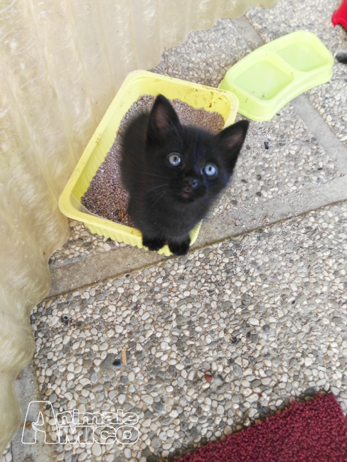 Regalo Cucciolo Da Privato A Ud Gattino Nero Maschio 03082017