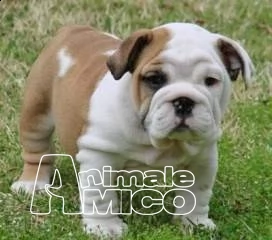 sani cuccioli bulldog inglese disponibili 