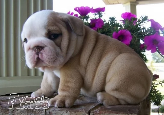 sani cuccioli bulldog inglese disponibili  | Foto 0