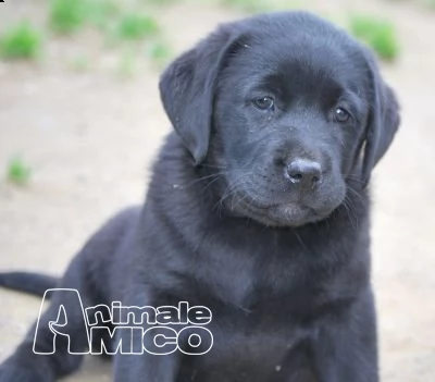 splendidi cuccioli di labrador retriever | Foto 0