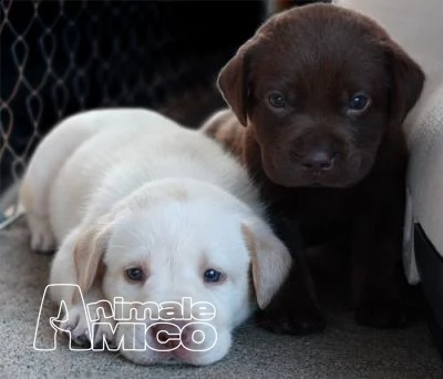 splendidi cuccioli di labrador retriever