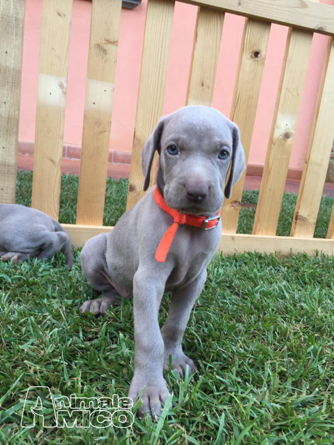 Vendita Cucciolo Weimaraner Da Privato A Pistoia Allevamento