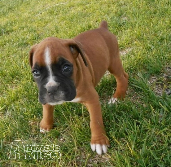 cuccioli di boxer per adozione  maschio e femmina 