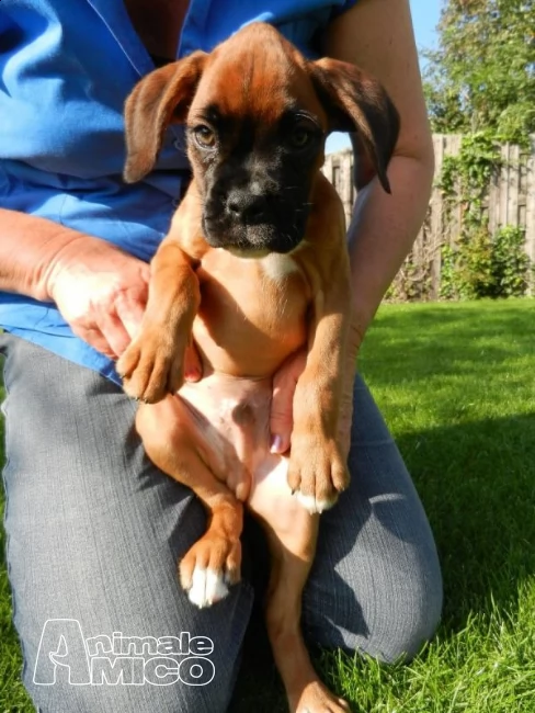 cuccioli di boxer per adozione  maschio e femmina  | Foto 0