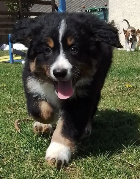 dispone da subito di cuccioli di bovaro del bernese | Foto 2