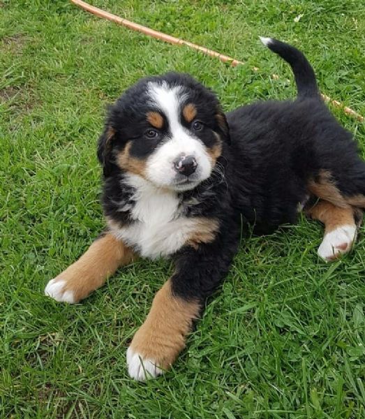 Regalo Bovaro del bernese da Privato a Varese dispone da subito di