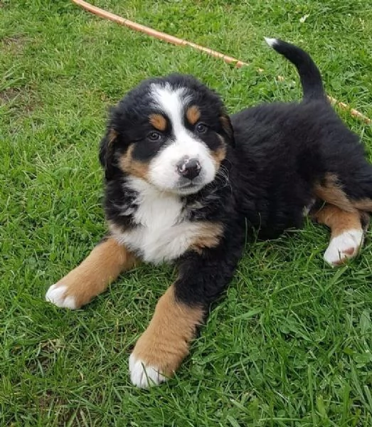 dispone da subito di cuccioli di bovaro del bernese | Foto 1