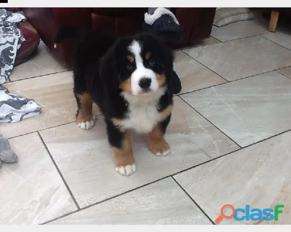 dispone da subito di cuccioli di bovaro del bernese | Foto 0