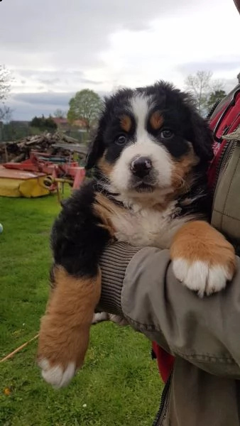 dispone da subito di cuccioli di bovaro del bernese