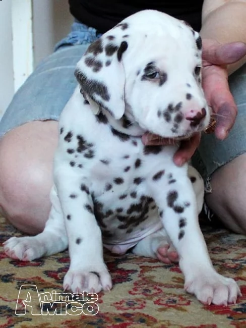 bella e sani cuccioli di dalmata per adozione 