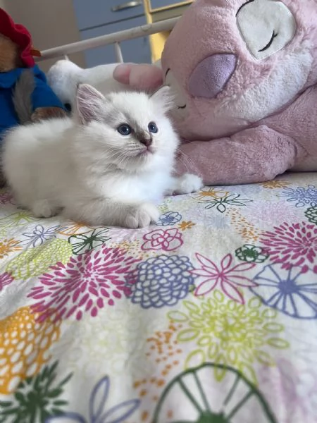 Cuccioli Ragdoll disponibili | Foto 4