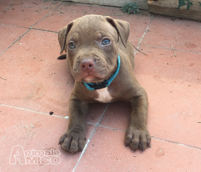 Cuccioli Di Pitbull In Regalo Veneto Italian Guide