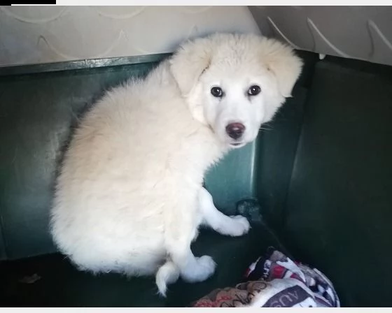 cucciola maremmana 3 mesi buonissima