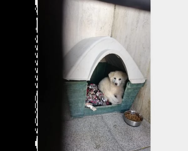 cucciola maremmana 3 mesi buonissima | Foto 0