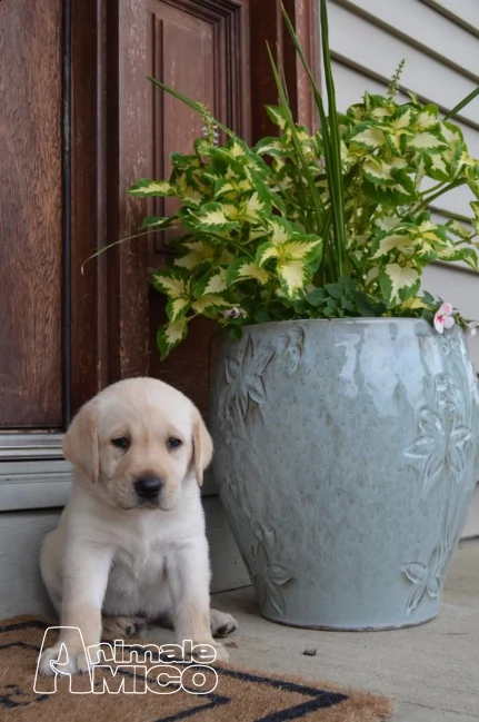 cuccioli labrador chocolategialli e neri | Foto 2