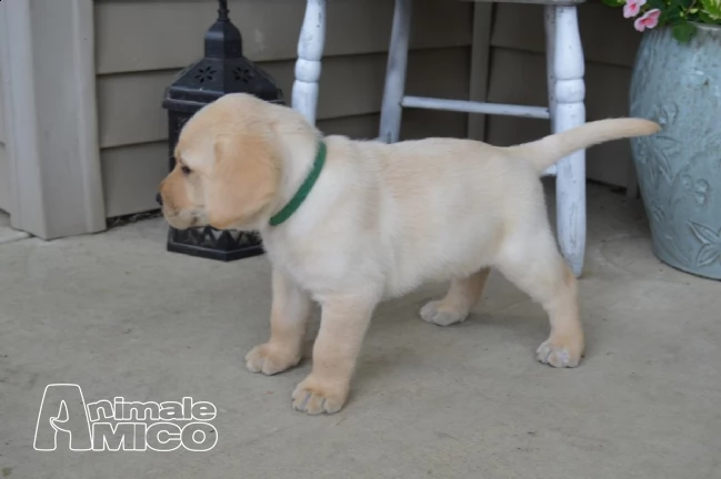 cuccioli labrador chocolategialli e neri