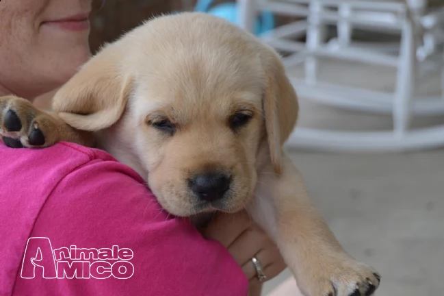 cuccioli labrador chocolategialli e neri | Foto 1
