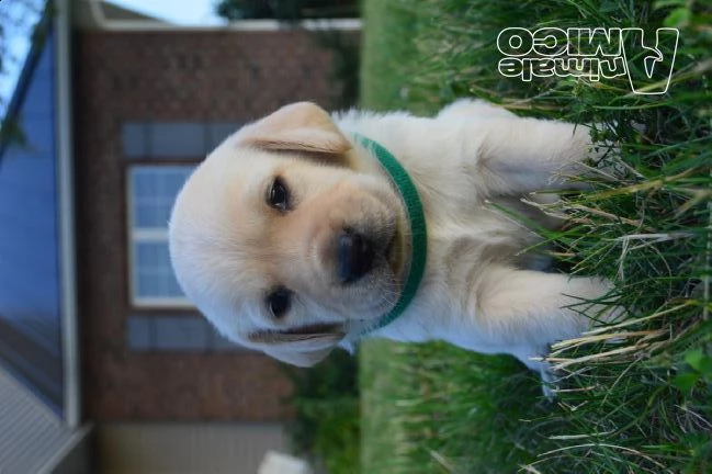 cuccioli labrador chocolategialli e neri | Foto 0