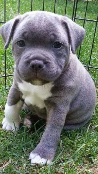 cuccioli pitbull alta genealogia | Foto 2