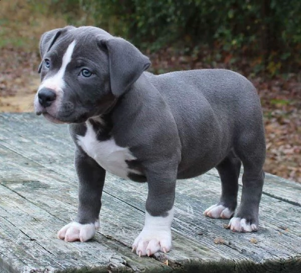 cuccioli pitbull alta genealogia