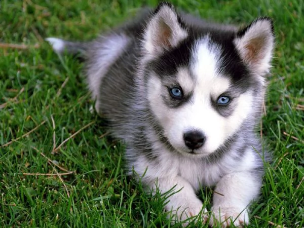 cuccioli husky siberian occhi blu