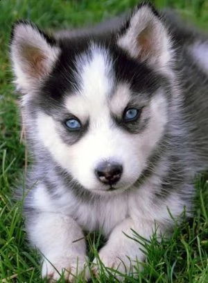 cuccioli husky siberian occhi blu | Foto 2