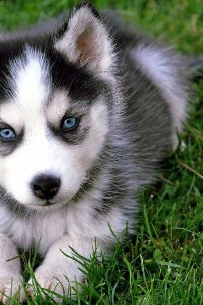 cuccioli husky siberian occhi blu | Foto 1