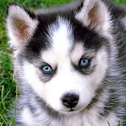 cuccioli husky siberian occhi blu | Foto 0