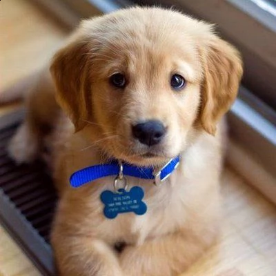 cuccioli di golden retriever  pedigree enci