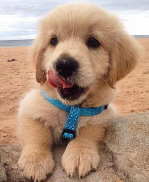 cuccioli di golden retriever  pedigree enci | Foto 2