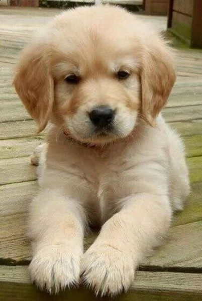 cuccioli di golden retriever  pedigree enci | Foto 1