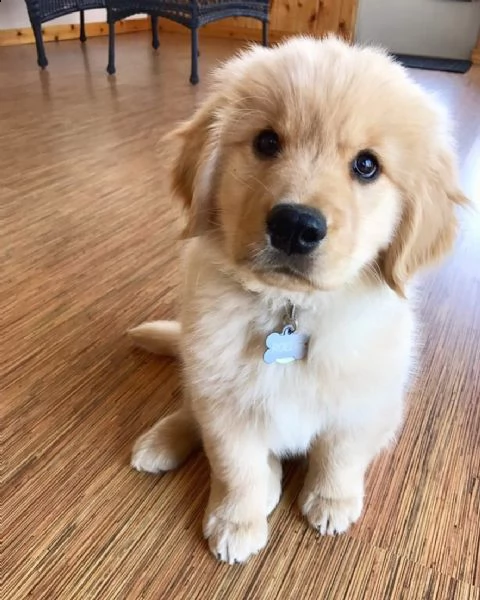 cuccioli di golden retriever  pedigree enci | Foto 0