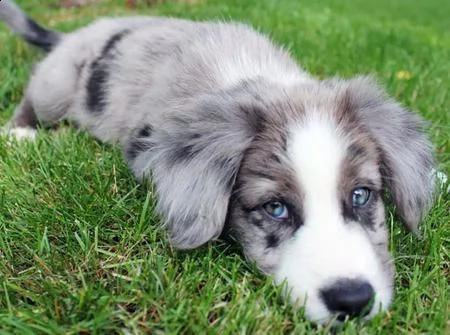 border collie cuccioli blu merle e bianco neri | Foto 2