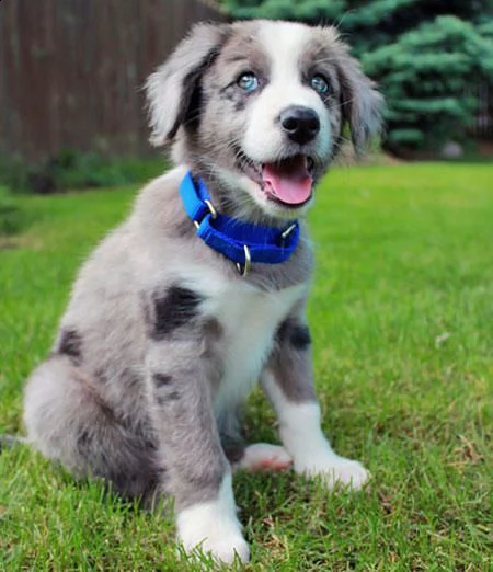 border collie cuccioli blu merle e bianco neri