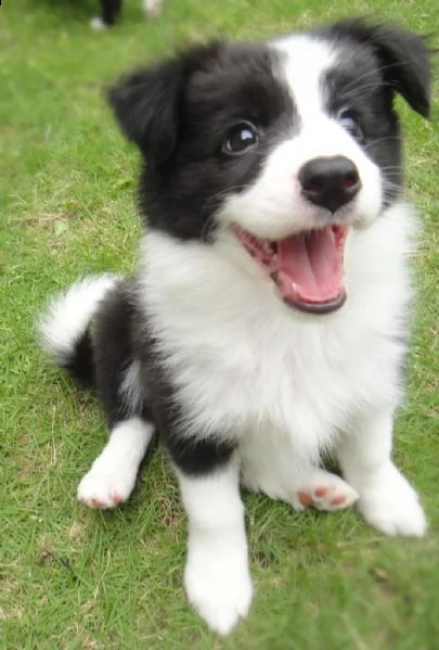 border collie cuccioli blu merle e bianco neri | Foto 0