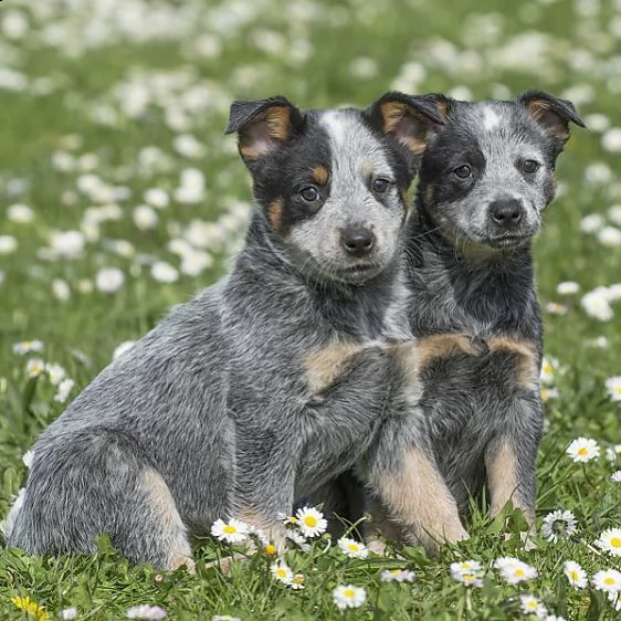 australian cattledog cuccioli  | Foto 2