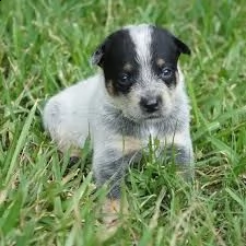 australian cattledog cuccioli  | Foto 1