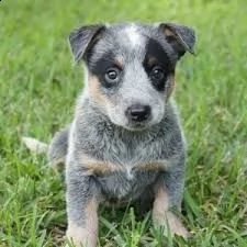 australian cattledog cuccioli  | Foto 0