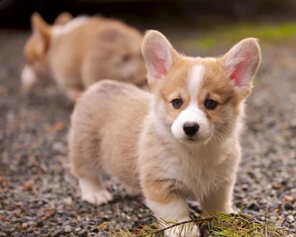 cuccioli pembroke welsh corgi | Foto 2