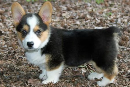 cuccioli pembroke welsh corgi