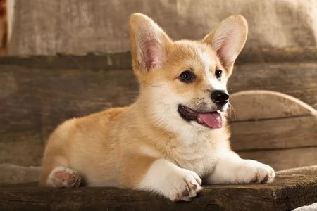 cuccioli pembroke welsh corgi | Foto 0