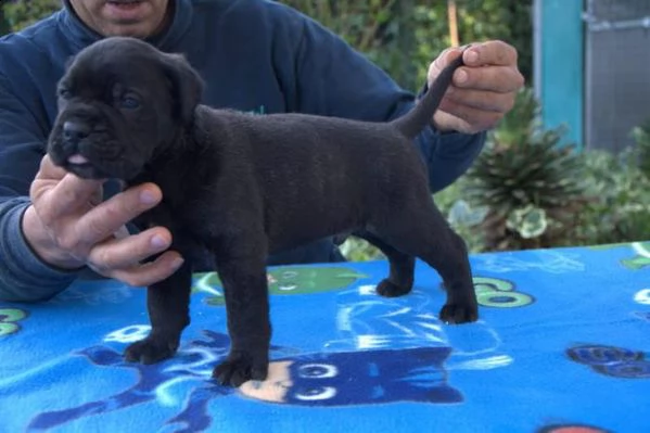 splendidi cuccioli di cane corso | Foto 0