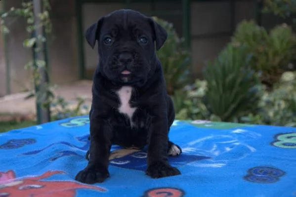 splendidi cuccioli di cane corso