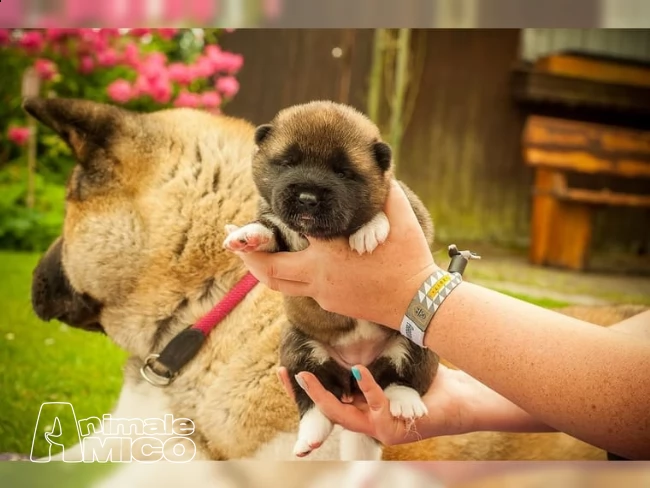  disponibili 2 cucciole akita inu | Foto 1