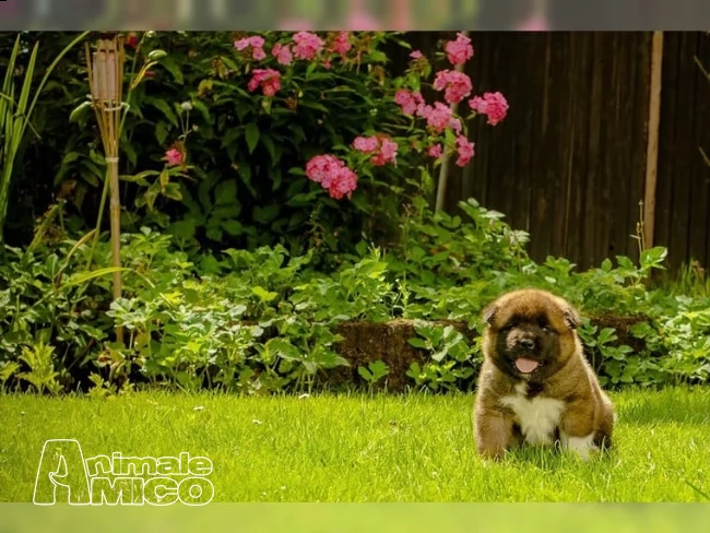  disponibili 2 cucciole akita inu